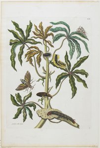 毛虫と葉を持つ昆虫、1705-71（手塗りのエッチングと彫刻）